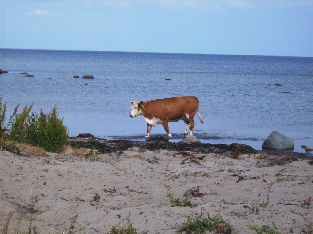 ko vid stranden