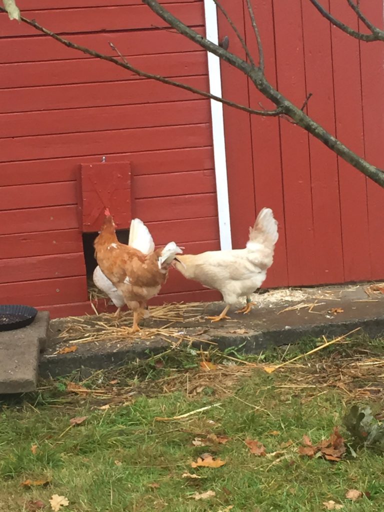 Ullstorp Bauernhof Ferienhäuser in der Mittel von Skåne ...